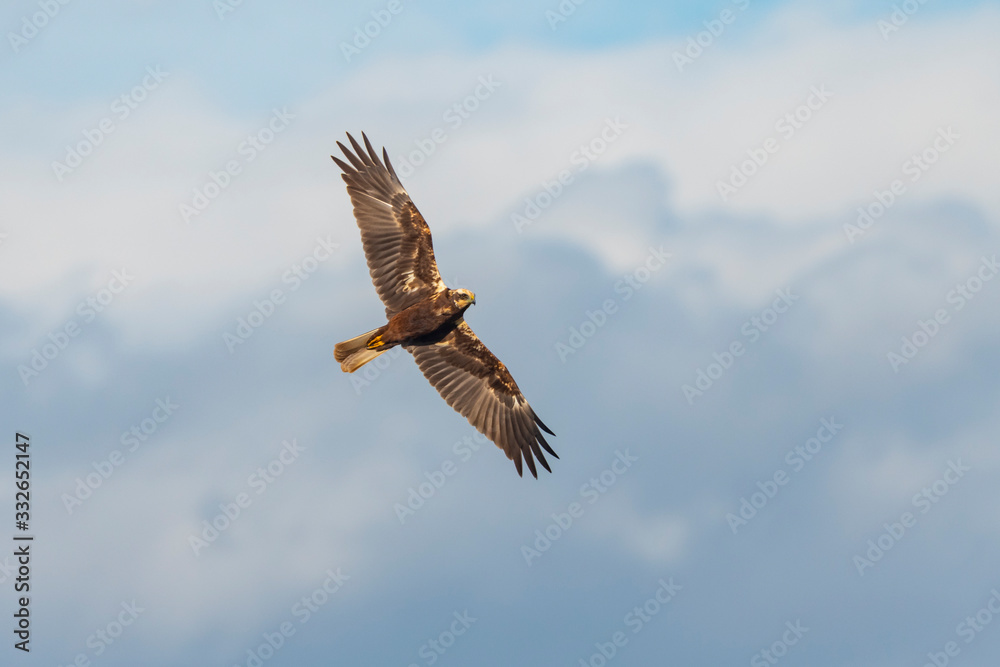 Fototapeta premium Marsh Harrier Flying