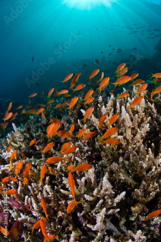 tropical fish on a coral reef 