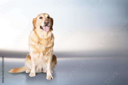Cute happy domestic dog sitting