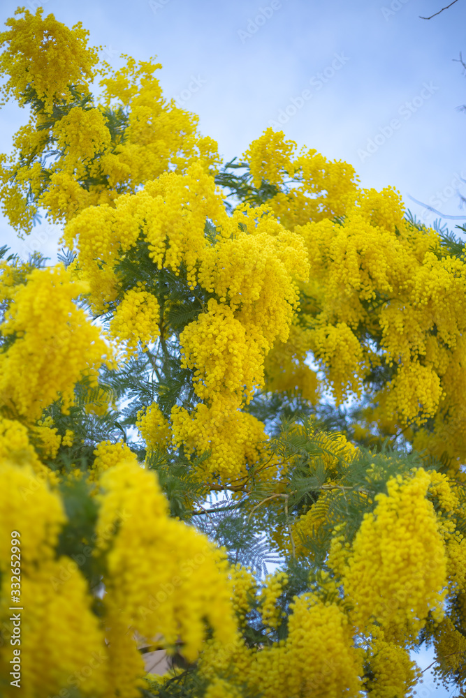 Branch of mimosa tree with flowers.