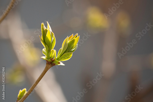  small bud on a tree