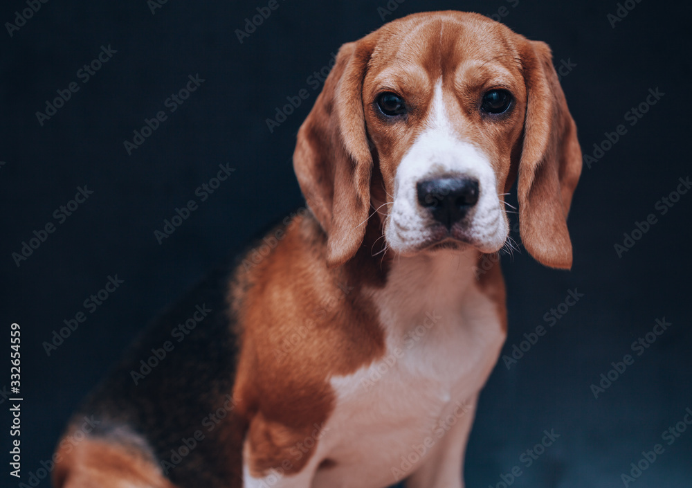 Beagle dog portrait on black background