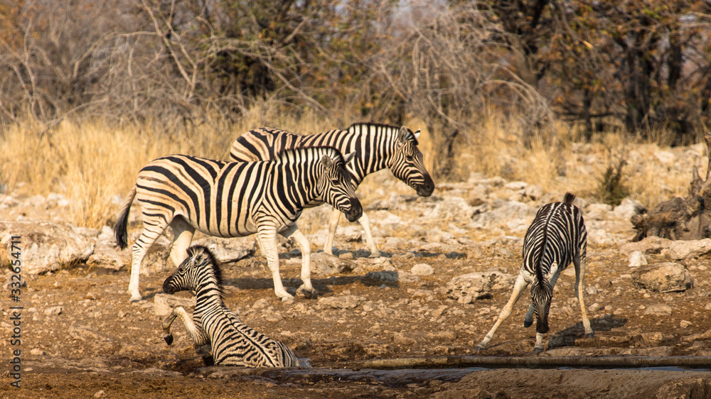 Naklejka premium ebras near a water hole, Etosha national park, Namibia