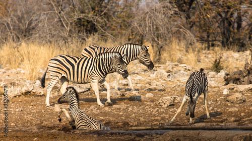 ebras near a water hole  Etosha national park  Namibia