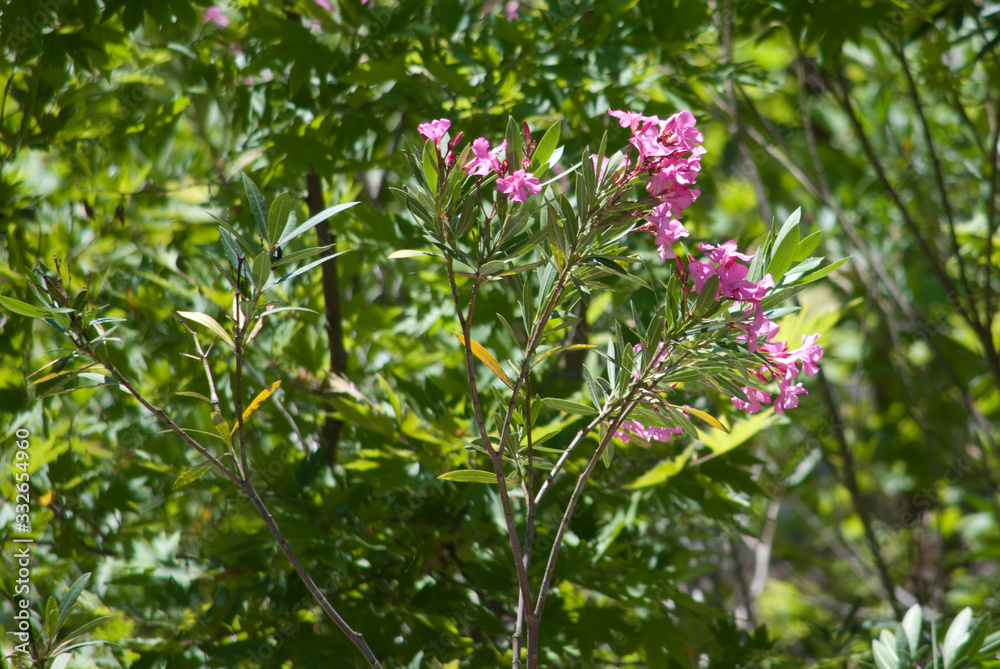 Azalea Azalea