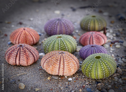 collection of colorful sea urchin shells close up on the seaside, filtered image