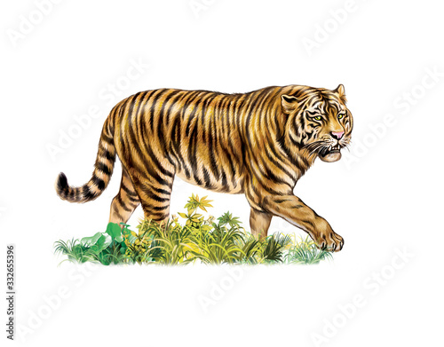 Obraz na płótnie tiger is coming