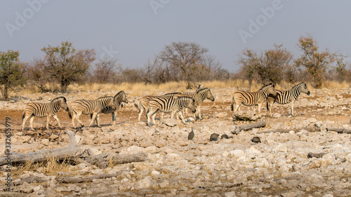 Herd of zebras moving towards a water hole, Etosha national park, Namibia