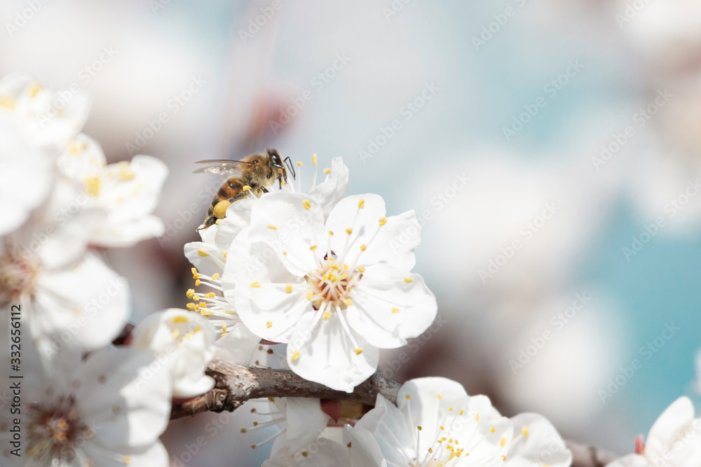  bee on apricot tree flower