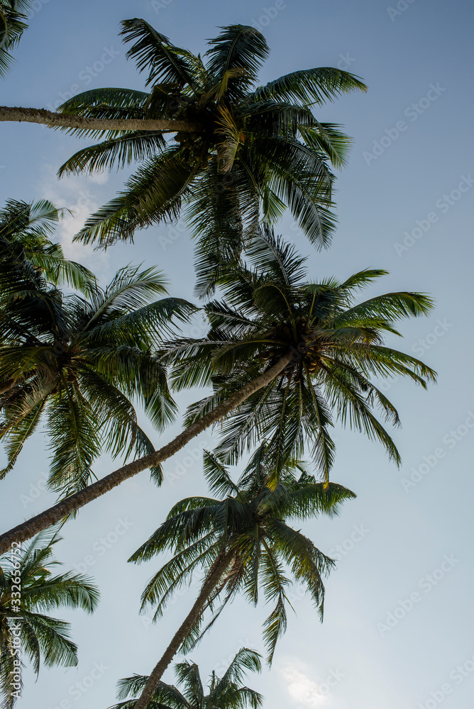 coconut palms against the blue sky