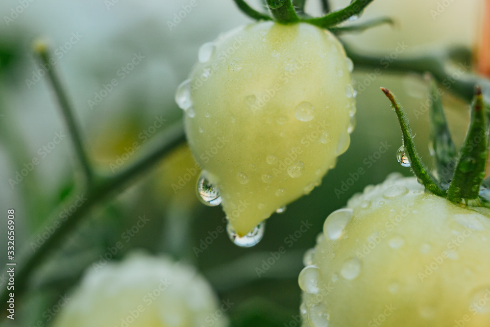 drops of water on vegetables close-up. after the rain. dew on plants in a greenhouse. proper nutrition. veganism, farming, home-grown cucumbers. drops of water on vegetables close-up. after the rain. dew on plants in a greenhouse. proper nutrition. veganism, farming, home-grown cucumbers.