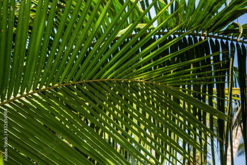 palm leaves on the background of the ocean