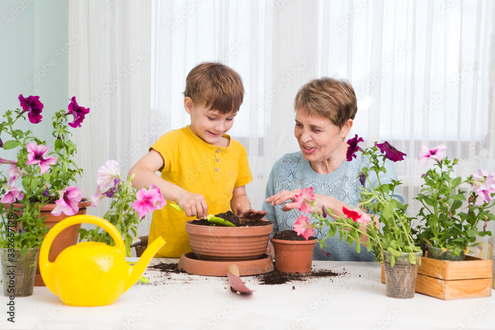 Happy grandmother with her child grandson plant flowers. Happy family gardening near window at home. feng shui home. Outdoor indoors. Happy grandmother with her child grandson plant flowers. Happy family gardening near window at home. feng shui home. Outdoor indoors.