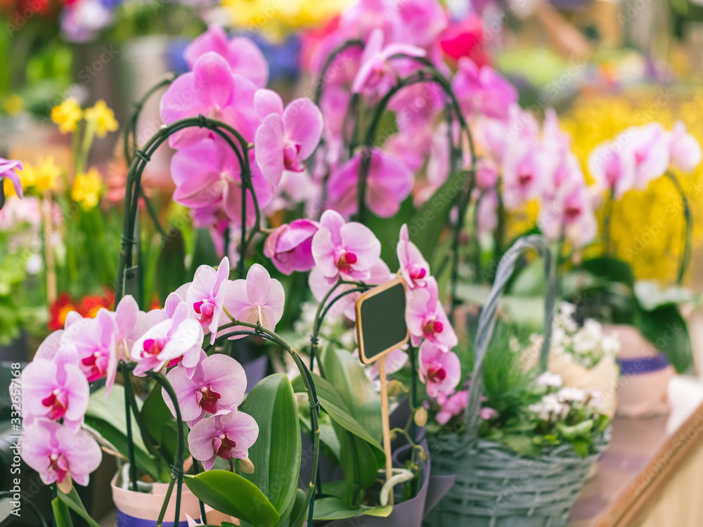 Colorful showcase in a florist store. Flowering orchids falenopsis in braided baskets. Flower business