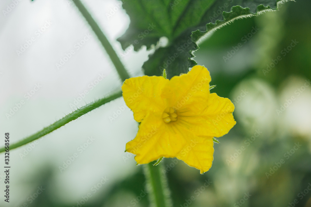 drops of water on vegetables close-up. after the rain. dew on plants in a greenhouse. proper nutrition. veganism, farming, home-grown cucumbers. drops of water on vegetables close-up. after the rain. dew on plants in a greenhouse. proper nutrition. veganism, farming, home-grown cucumbers.