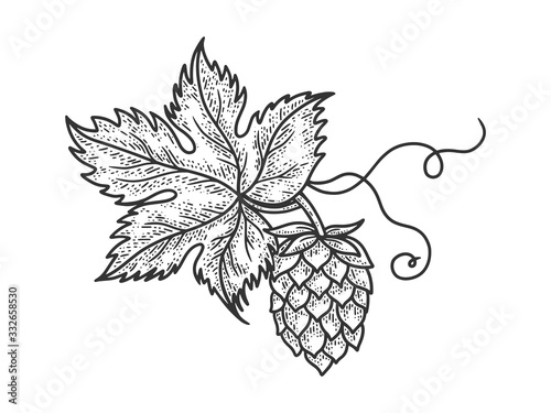 hop cone beer ingredient sketch engraving vector illustration. T-shirt apparel print design. Scratch board imitation. Black and white hand drawn image.