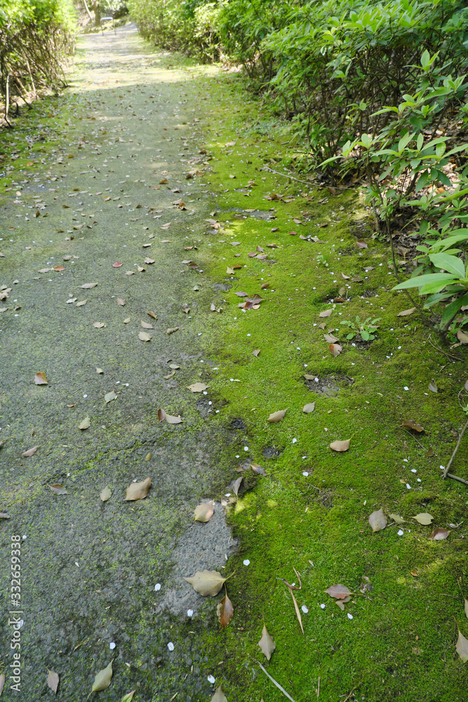 Obraz premium 遊歩道の地面に張り付く苔