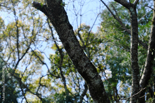 森の木から山桜が１厘咲く