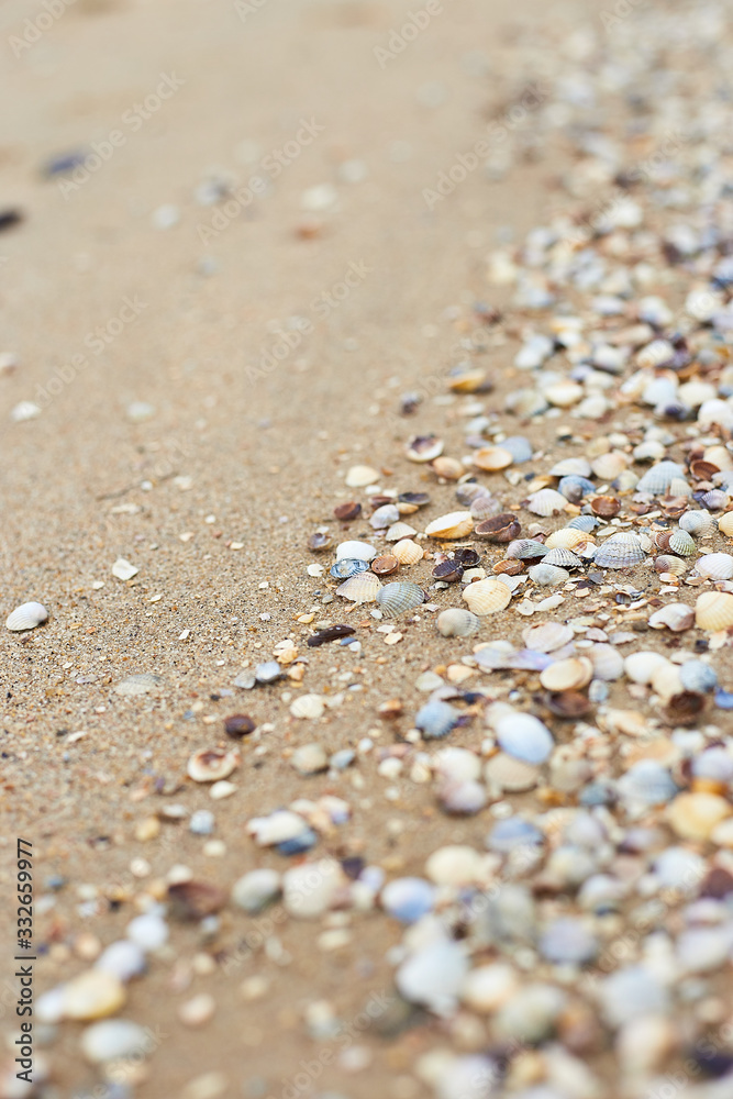 Seashells on the seashore, soft focus. Sea of Azov Seashells on the seashore, soft focus. Sea of Azov