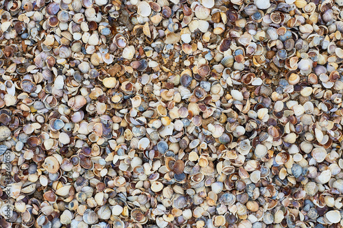 Seashells on the seashore, soft focus. Sea of Azov