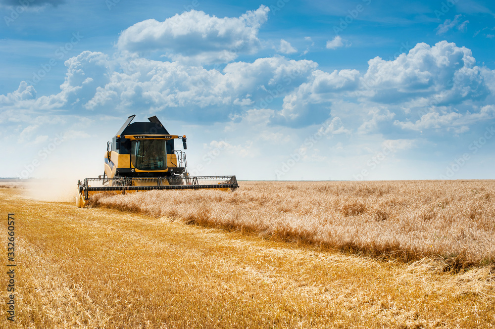 Fototapeta premium landscape view of combine harvesting cereals, wheat field and sky with beautiful clouds