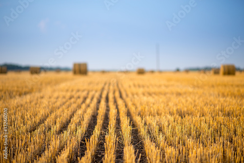 Hay bale. Agriculture field with sky. Rural nature in the farm land. Straw on the meadow. Wheat yellow golden harvest in summer. Countryside natural landscape. Grain crop, harvesting.