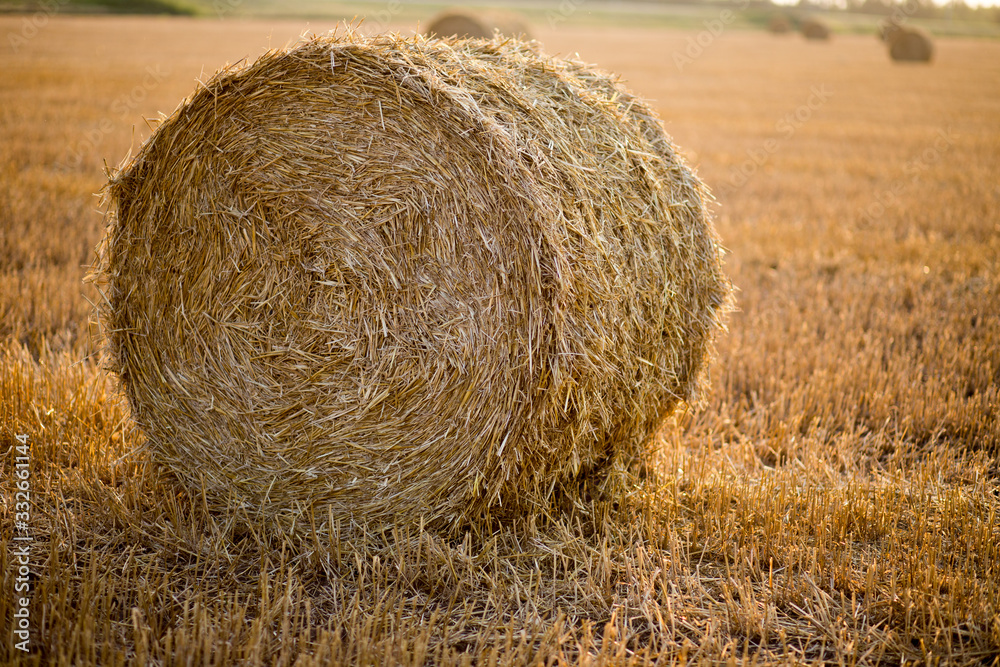 Hay bale. Agriculture field with sky. Rural nature in the farm land. Straw on the meadow. Wheat yellow golden harvest in summer. Countryside natural landscape. Grain crop, harvesting. Hay bale. Agriculture field with sky. Rural nature in the farm land. Straw on the meadow. Wheat yellow golden harvest in summer. Countryside natural landscape. Grain crop, harvesting.