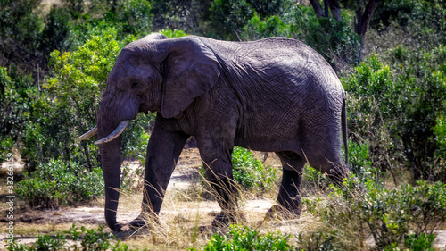 wild african elephant walking in the bush