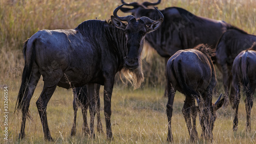 Wildebeest herd resting on migration journey into Masai, Kenya © Anil