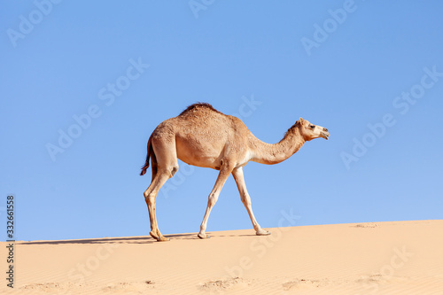 Middle eastern camels in the desert in UAE © Freelancer