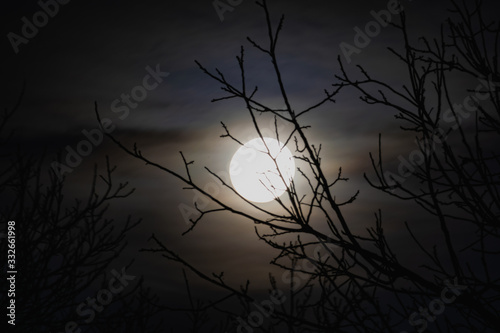 Night big moon in the twilight sky with beautiful lighting. The celestial luminary lights up the evening through the leafless branches of tall trees and you can see the fabulous intertwined silhouette