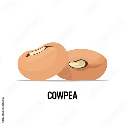cowpea beans organic healthy vegetarian food on white background vector illustration