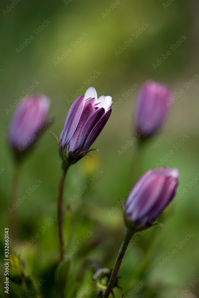 VIOLA VIOLA