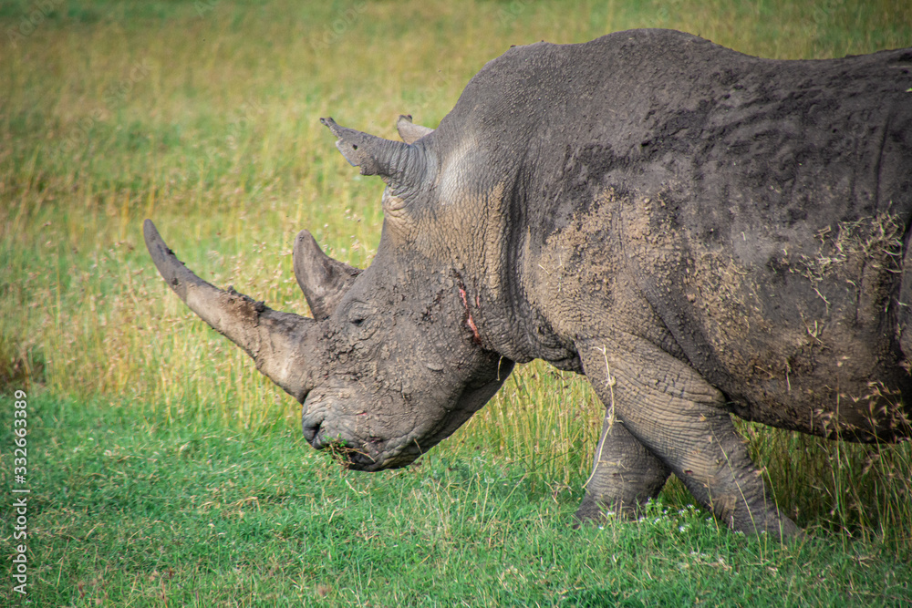 Obraz premium Rhino close up in Africa