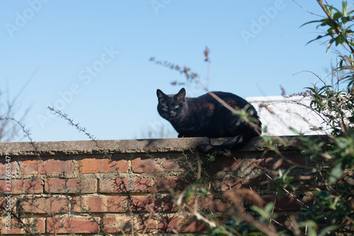 Black cat sitting on a wall