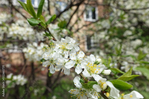 Blooming branch of sour cherry tree in April