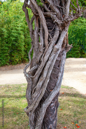 Tronc d'arbre torsadé photo