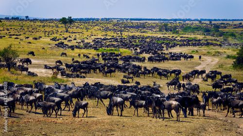 Zebra mingle with thousands of Wildebeest army on the Savannah grassland during the great migration. In the Northern Serengeti  Tanzania.