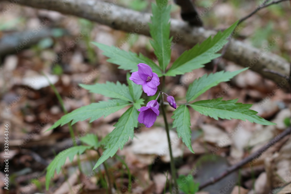Bright lilac flower bloomed in the spring forest Bright lilac flower bloomed in the spring forest