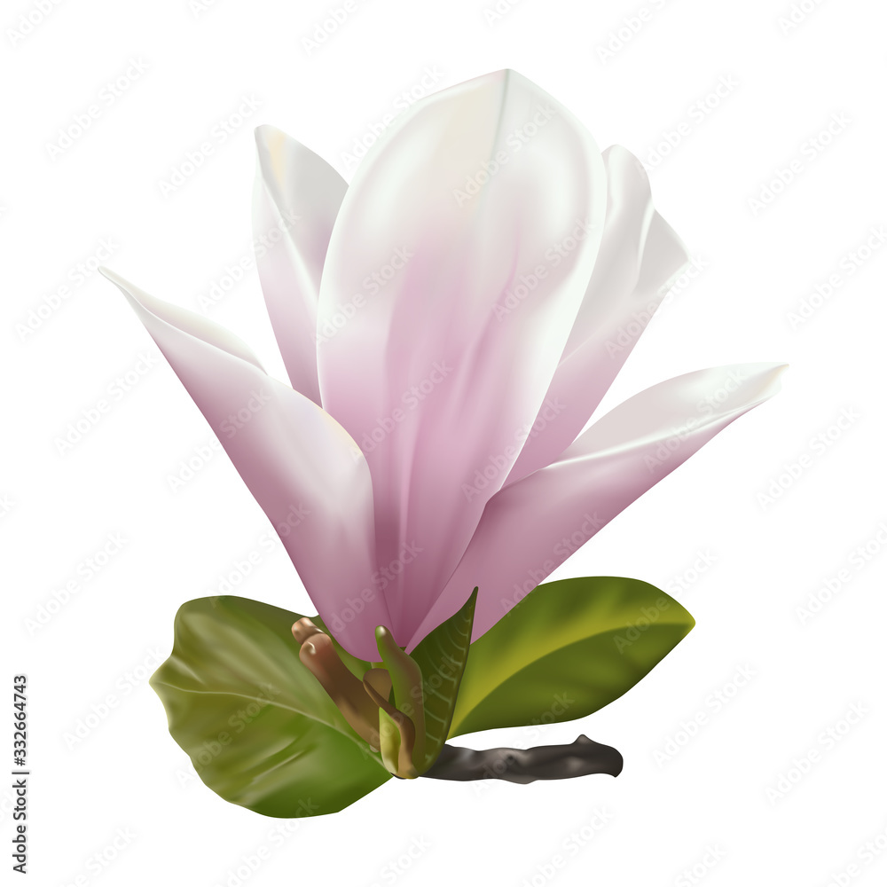 Beautiful twig blooming Magnolia. Vector illustration. EPS 10 Beautiful twig blooming Magnolia. Vector illustration. EPS 10