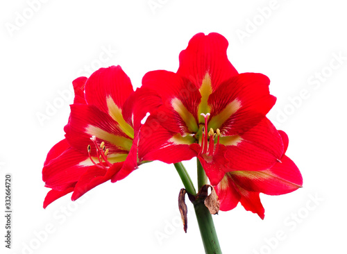 Focus Stacked Red Amaryllis Blossoms Isolated on White