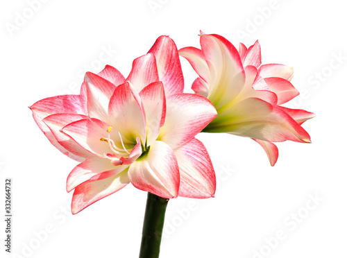 Focus Stacked Red and White Amaryllis Isolated on White