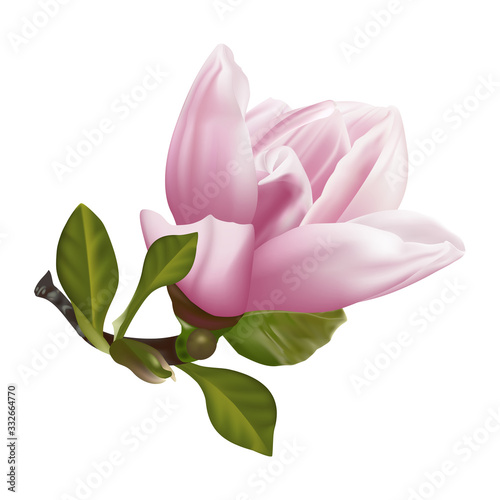 Beautiful twig blooming Magnolia. Vector illustration. EPS 10