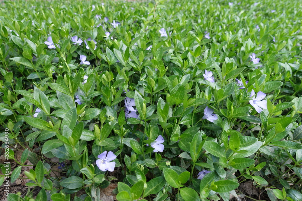 Light purple flowers in the leafage of Vinca minor in April Light purple flowers in the leafage of Vinca minor in April