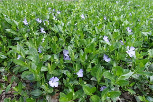 Light purple flowers in the leafage of Vinca minor in April