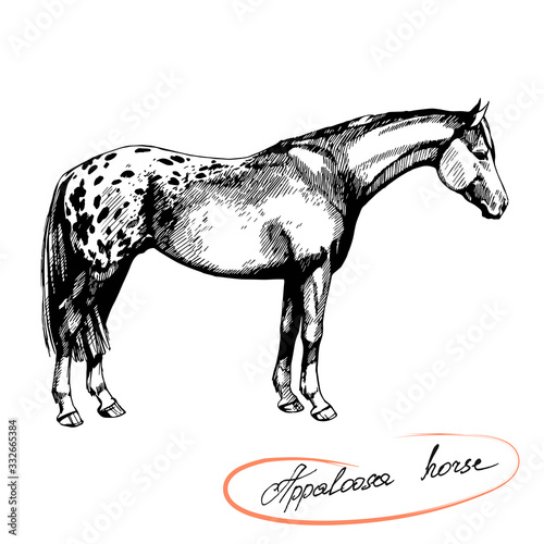 vector graphic illustration farm riding and trotting appaloosa horse