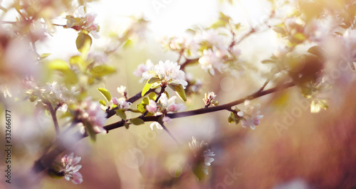 Apple-tree flowers in the spring