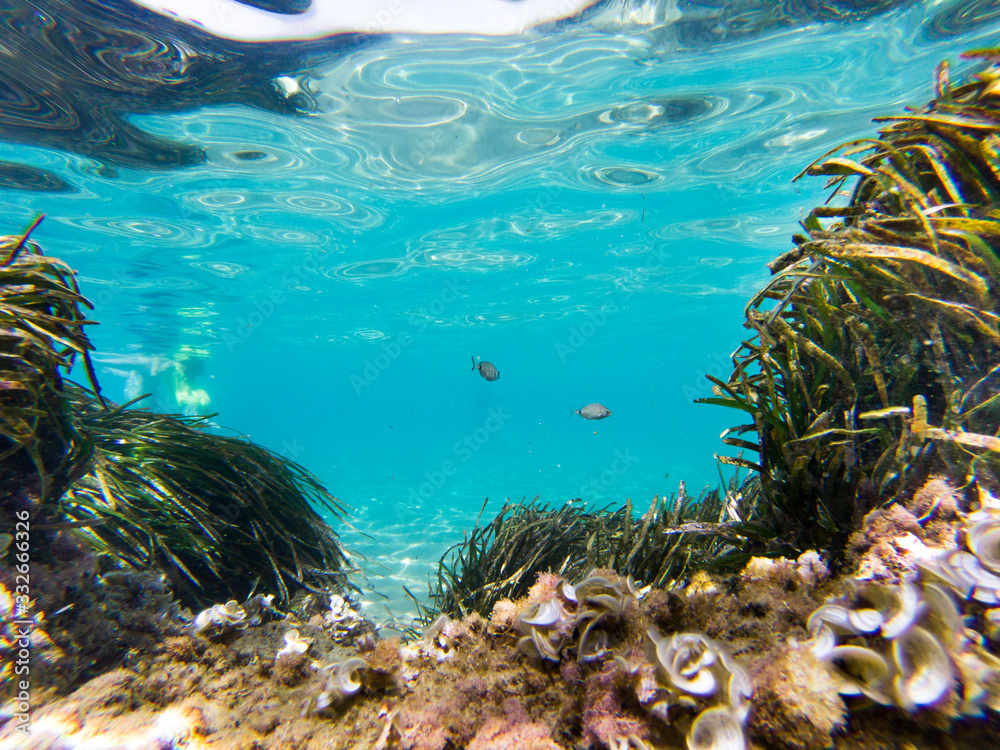 Fototapeta premium Underwater view with some fishes, rocks and moss.