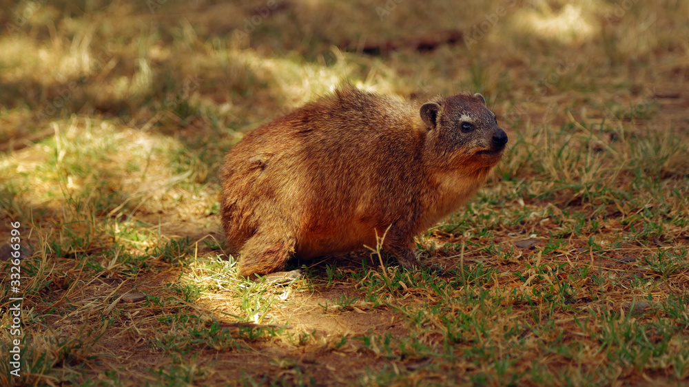 a Rock hyrax (Procavia capensis) looking confused among tourists at Southern Serengeti Main Entrance Office premises a Rock hyrax (Procavia capensis) looking confused among tourists at Southern Serengeti Main Entrance Office premises