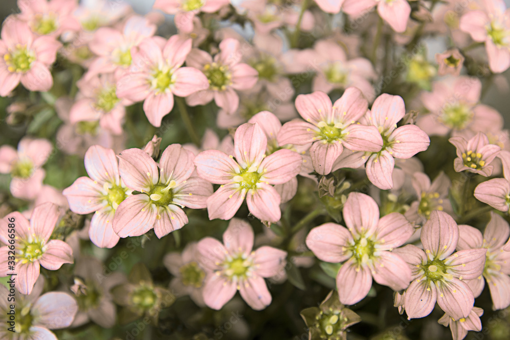 Fototapeta premium Pink Group Of Flowers / Flower Arrangement Bouquet